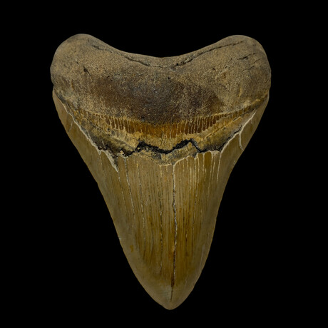 4.74" High Quality Megalodon Tooth // 7.6oz