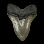 4.58" High Quality Megalodon Tooth