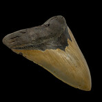 6.06" Massive Colorful Megalodon Tooth