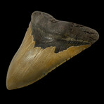 6.06" Massive Colorful Megalodon Tooth
