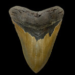 6.06" Massive Colorful Megalodon Tooth