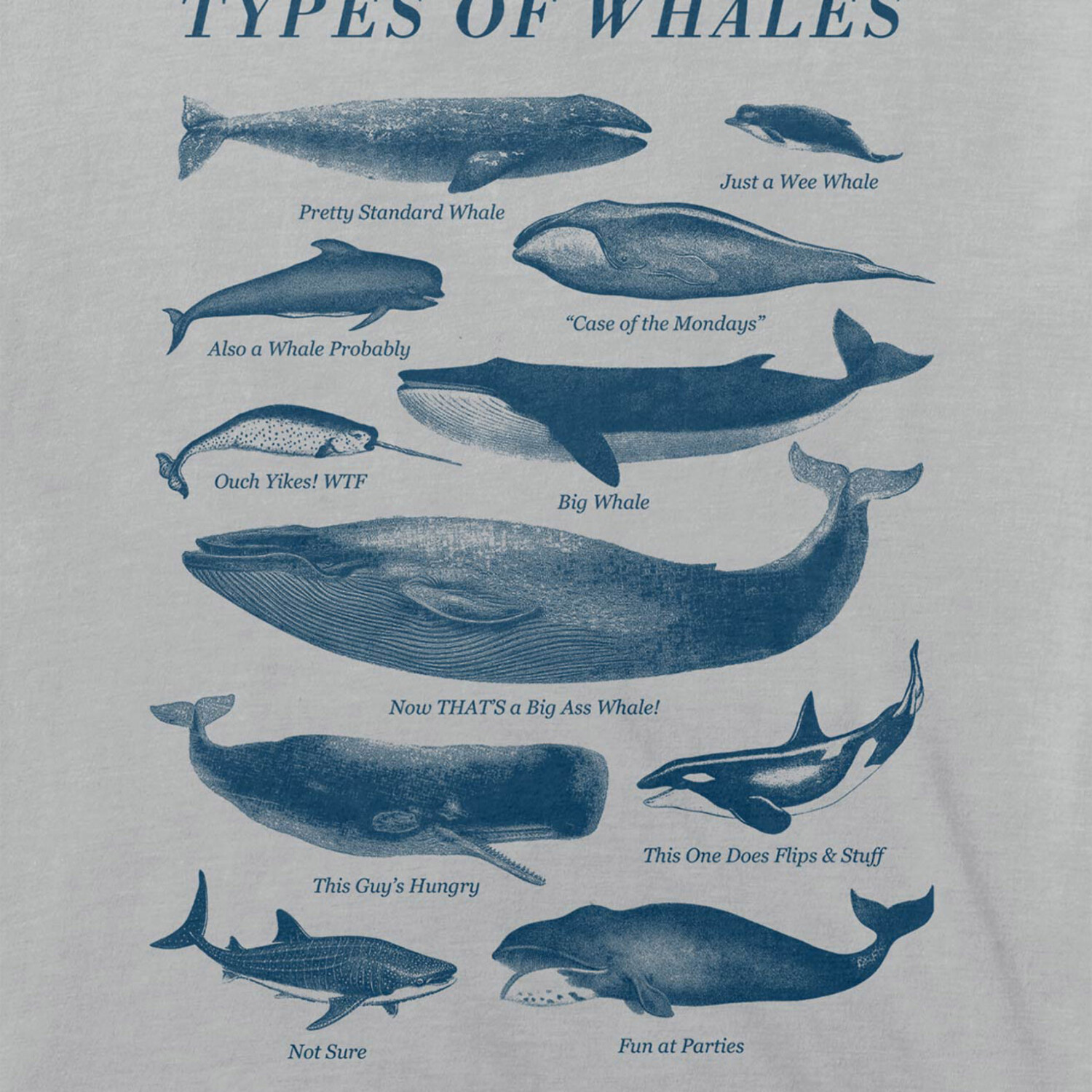 Types of WhalesSilver TShirt (XS) Headline Graphic Tees Touch of