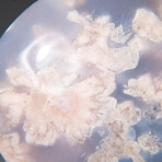 Genuine Polished Flower Agate Palm Stone With Black Velvet Pouch // Large