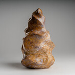 Genuine Polished Brown Lace Jasper Flame // 6lb