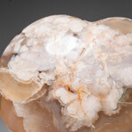 Genuine Polished Flower Agate Heart with Acrylic Display Stand // 513.1g