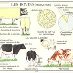 Logement Des Bovins // Emile Deyrolle
