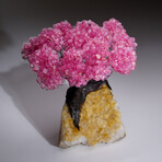 Genuine Rose Quartz Clustered Gemstone Tree on Citrine Matrix // The Comfort Tree // 6 lbs