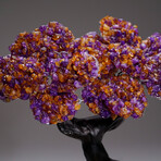 Genuine Ametrine Clustered Gemstone Tree on Citrine Crystal Matrix // Tranquility Tree