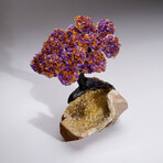 Genuine Ametrine Clustered Gemstone Tree on Citrine Crystal Matrix // Tranquility Tree