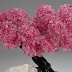 Genuine Rose Quartz Clustered Gemstone Tree on Rose Quartz Matrix // The Eternal Love Tree // 8.2 lbs