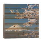 Spring In Japan XXVI // Daniel Kordan (26"H x 26"W x 1.5"D)