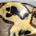 Genuine Polished Septarian Bowl // 4 lbs