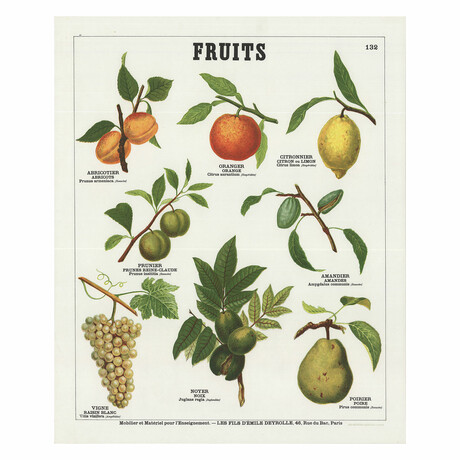 Fruits (French) // Emile Deyrolle