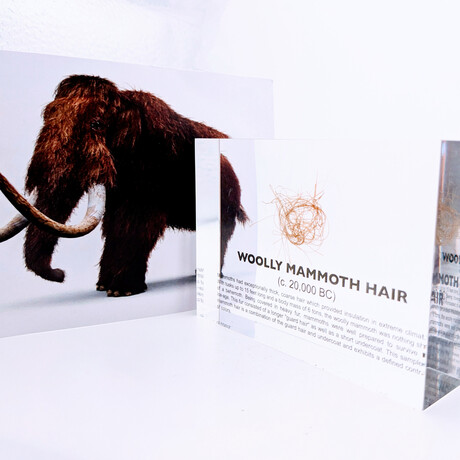 Woolly Mammoth Hair Artifact Display