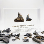 Shark Tooth Fossil Artifact Display