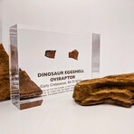 Dinosaur Eggshell Artifact Display