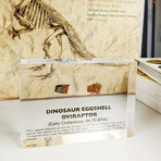 Dinosaur Eggshell Artifact Display