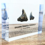 Shark Tooth Fossil Artifact Display