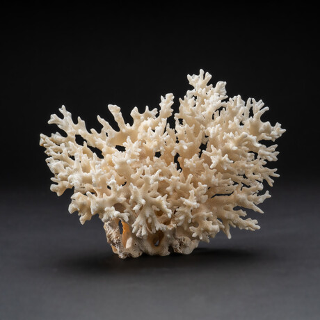 Genuine Birds Nest Coral // 283.4 g