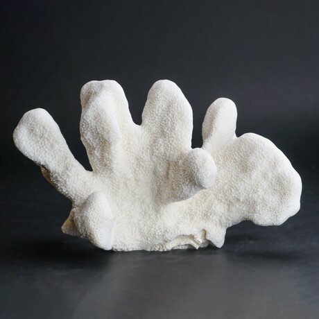 Genuine Cat's Paw Coral // 2 lb