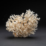 Genuine Birds Nest Coral // 283.4 g