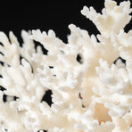 Genuine Birds Nest Coral // 360 g