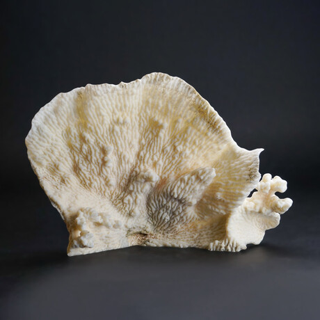 Genuine White Ridge Coral // 2.4 lb