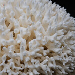 Genuine Birds Nest Coral // 2 lb