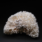 Genuine Birds Nest Coral // 2 lb