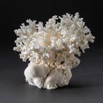 Genuine Birds Nest Coral // 426.3 g