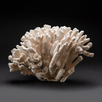 Genuine Cat's Paw Coral // 10.5 lb