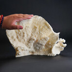 Genuine White Ridge Coral // 2.4 lb