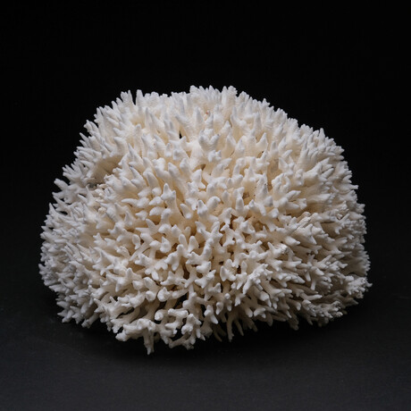 Genuine Birds Nest Coral // 2 lb