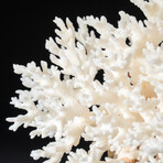 Genuine Birds Nest Coral // 360 g