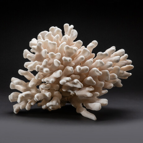 Genuine Cat's Paw Coral // 10.5 lb