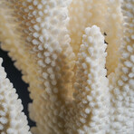 Genuine Cat's Paw Coral // 1.2 lb