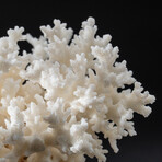 Genuine Birds Nest Coral // 426.3 g