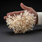 Genuine Birds Nest Coral // 283.4 g