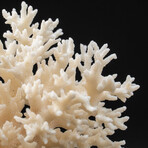 Genuine Birds Nest Coral // 283.4 g