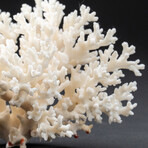 Genuine Birds Nest Coral // 220 g