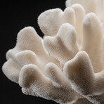 Genuine Cat's Paw Coral // 7.4 lb