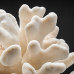 Genuine Cat's Paw Coral // 4.1 lb