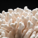 Genuine Cat's Paw Coral // 10.5 lb