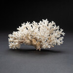 Genuine Birds Nest Coral // 220 g