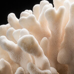 Genuine Cat's Paw Coral // 10.5 lb