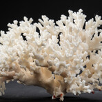 Genuine Birds Nest Coral // 220 g