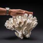 Genuine Cat's Paw Coral // 7.4 lb