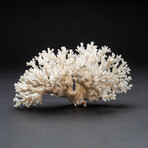 Genuine Birds Nest Coral // 220 g