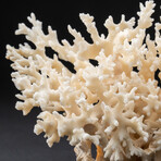 Genuine Birds Nest Coral // 283.4 g