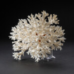 Genuine Birds Nest Coral // 360 g